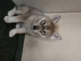 Chiots Husky Sibérien à vendre