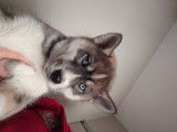 Chiots Husky Sibérien à vendre