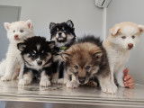 Chiots Pomsky F4 à vendre