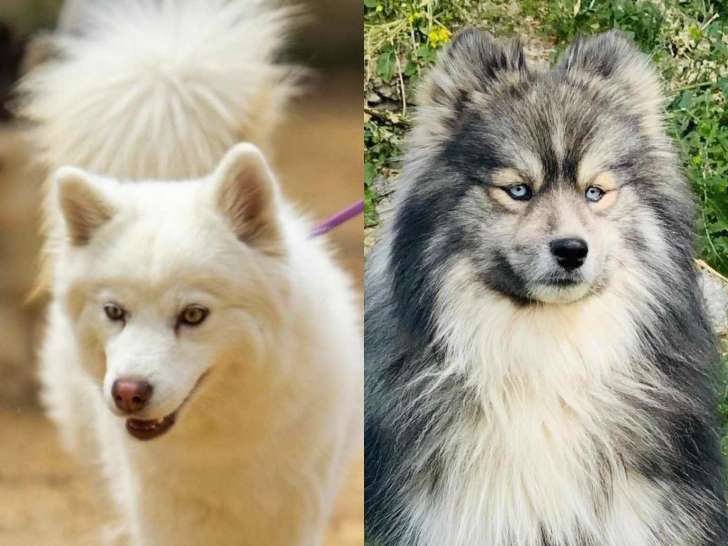 Chiots Pomsky F4 à vendre