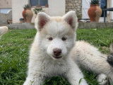 Chiots Pomsky F4 à vendre