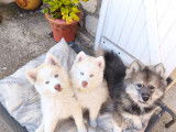 Chiots Pomsky F4 à vendre