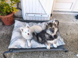 Chiots Pomsky F4 à vendre