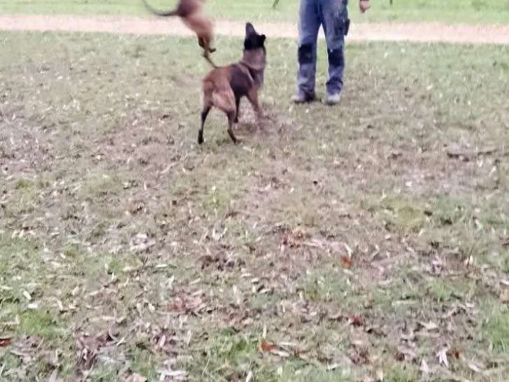 Chiot Berger malinois