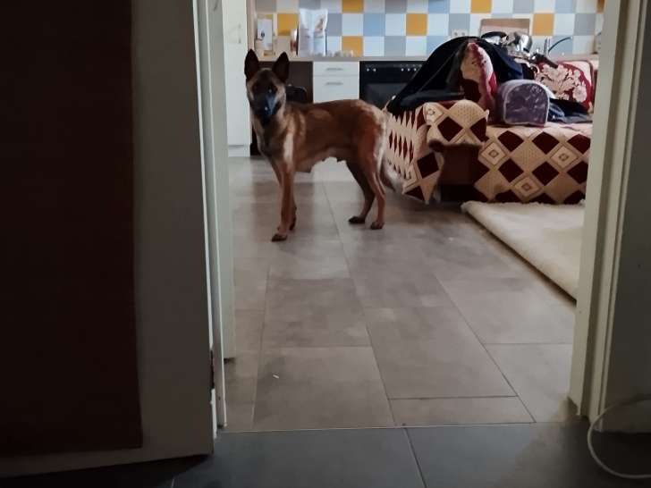 Chiot Berger malinois et Femelle Adulte Berger Malinois