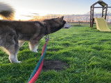 Mâle Malamute d'Alaska disponible pour saillie