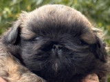 Chiot de race Pékinois mâle à vendre