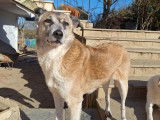Kira, chienne à adopter