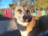 Kira, chienne à adopter