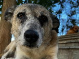 Kira, chienne à adopter