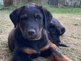 Chiots Beaucerons noir et feu à vendre
