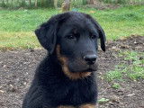 Chiots Beaucerons noir et feu à vendre