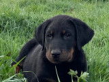Chiots Beaucerons noir et feu à vendre