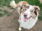 Ciro, mâle Border Collie disponible pour saillie