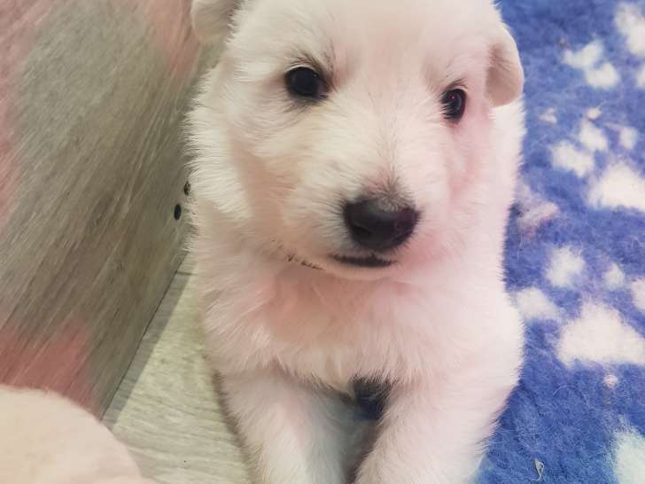 Chiots de race Berger Blanc Suisse à vendre (5 femelles & 5 mâles)