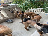 Chiots Malinois de 5 mois à donner