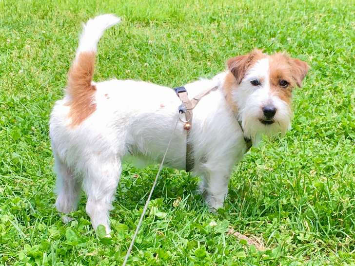 Femelle Jack Russell disponible pour saillie