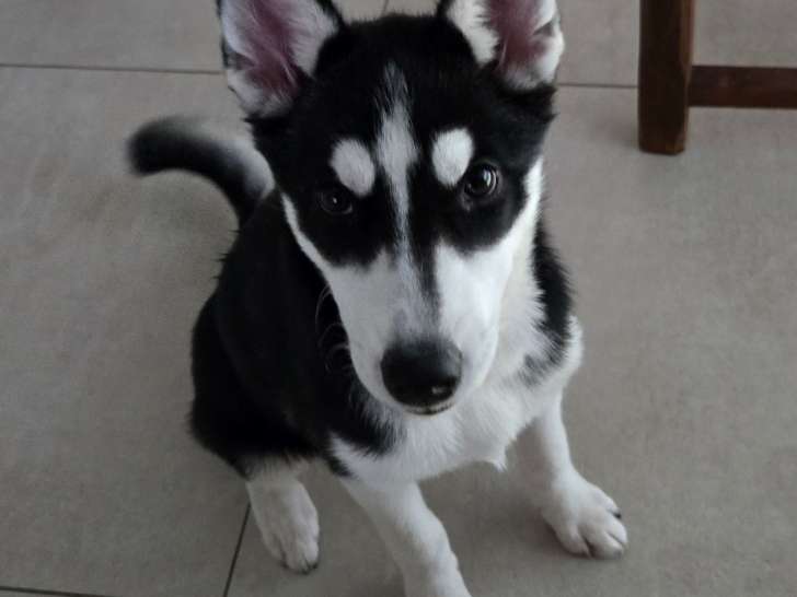 Chiot husky de Sibérie femelle