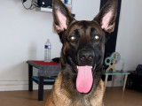 Mâle Berger Belge Malinois disponible pour saillie