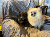 Chiot Spitz Allemand Nain à vendre