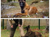 Chiots Malinois LOF