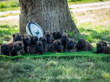 Chiots Malinois LOF