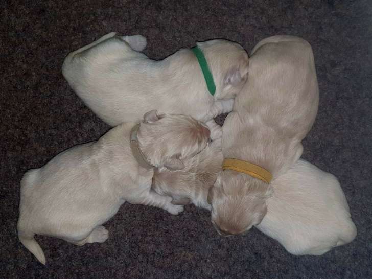 Chiots Golden Retriever LOF