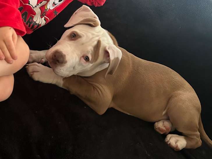 Urgent Chiot American Bully à donner