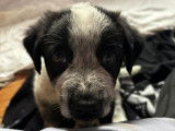 Adrien, chiot à adopter