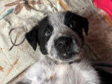 Adrien, chiot à adopter