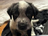 Adrien, chiot à adopter