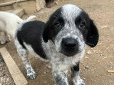 Adrien, chiot à adopter