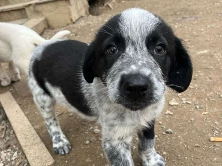 Adrien, chiot à adopter