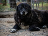 Amber chienne senior à adopter