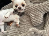 Mâle Chihuahua disponible pour saillie