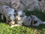 Chiots Border Collie LOF à vendre