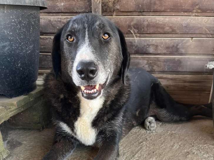 Angel, chien à adopter