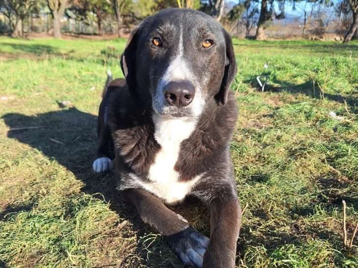 Angel, chien à adopter