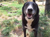 Angel, chien à adopter