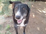 Angel, chien à adopter