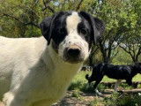 Apollo, chiot à adopter
