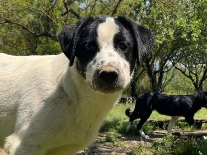 Apollo, chiot à adopter
