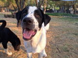 Apollo, chiot à adopter