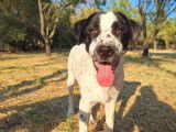Apollo, chiot à adopter