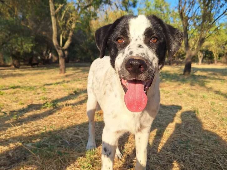 Apollo, chiot &agrave; adopter