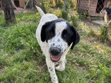 Apollo, chiot à adopter