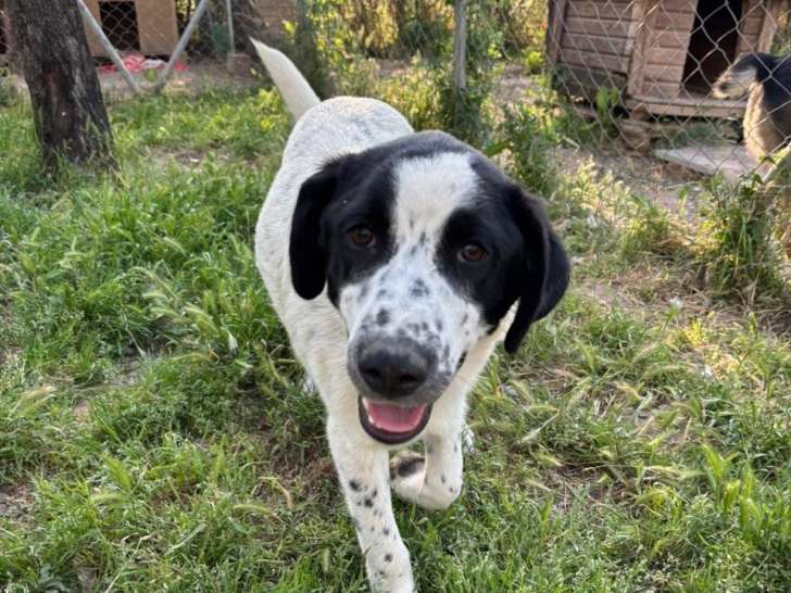Apollo, chiot à adopter
