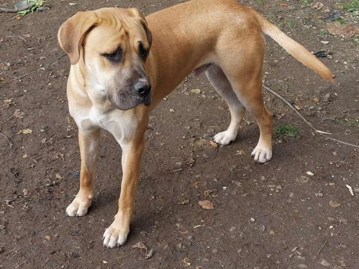 Papouf, Bullmastiff croisé Labrador de 1 an et demi à donner