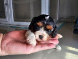 Chiot de type Cavalier King Charles Spaniel femelle à vendre