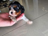 Chiot de type Cavalier King Charles Spaniel femelle à vendre